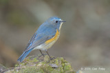 Bluetail, Red-Flanked