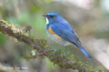 Bluetail, Himalayan (male) @ Doi Lang