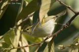 Warbler, White-tailed Leaf @ Doi Lang