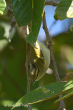 Warbler, White-tailed Leaf @ Doi Lang