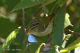 Warbler, White-tailed Leaf @ Doi Lang