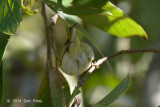 Warbler, White-tailed Leaf @ Doi Lang