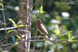 Bunting, Chestnut (male) @ Ban Luang