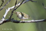 Warbler, White-tailed Leaf @ Ban Luang