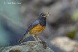 Thrush, Black-breasted (male) @ Ban Luang