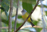 Flycatcher, Grey-headed @ Doi Ang Khang