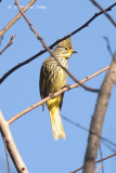 Bulbul, Striated @ Doi Ang Khang