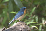 Flycatcher, Hill Blue (male) @ Kings Project