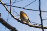 Flycatcher, Slaty-backed (male) @ Doi Ang Khang