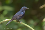 Robin, White-tailed (male) @ Kings Project