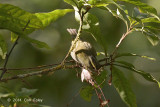 Warbler, Blyths Leaf @ Doi Ang Khang