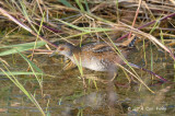 Crake, Baillons @ Seletar