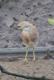 Heron, Javan Pond @ Lor Halus