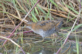 Crake, Baillons @ Seletar
