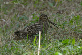 Snipe, Pintail @ Choa Chu Kang