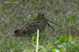 Snipe, Pintail @ Choa Chu Kang