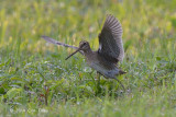 Snipe, Pintail @ Chao Chu Kang