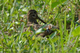 Snipe, Pintail @ Chao Chu Kang