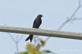 Drongo, Black @ Halus