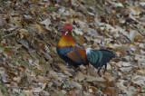 Junglefowl, Red (male) @ Pulau Ubin