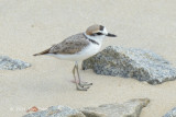 Plover, Malaysian (male) @ Seletar