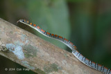 Snake, Twin-barred Flying @ Sime Forest