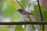 Warbler, Sakhalin Leaf @ Bukit Timah