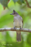 Bulbul, Puff-backed