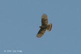 Buzzard, Steeres Honey (adult) @ PICOP