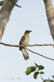 Bulbul, Yellow-wattled @ PICOP