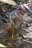 Bittern, Von Schrencks (male) @ Lower Peirce