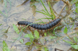 Tractor Millipede @ PICOP