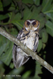 Owl, Giant Scops @ Eden Resort