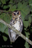 Owl, Giant Scops @ Eden Resort