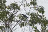 Cuckoo-shrike, Black-bibbed (male) @ PICOP