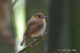 Flycatcher, Cryptic @ Eden Resort