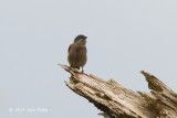 Flowerpecker, Whiskered @ Mt. Talomo