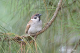 Sparrow, Eurasian Tree @ Davao City