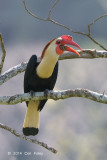 Hornbill, Writhed (male) @ Mt Apo