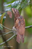 Frogmouth, Philippine @ PICOP