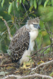 Eagle, Philippine (juvenile) @ Mt Apo