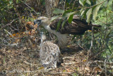 Eagle, Philippine (juvenile & adult) @ Mt Apo