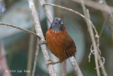 Babbler, Grey-headed