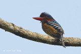 Kingfisher, Banded (male)