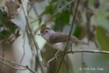Babbler, Rufous-crowned