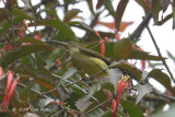 Spiderhunter, Long-billed @ Kuala Koh