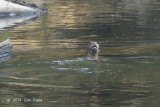 Otter, Smooth-coated @ Sungai Relau