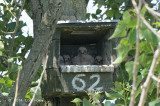 Falcon, Red-footed (chicks) @ Hungary