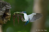 Kingfisher, Collared @ Pasir Ris