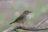 Flycatcher, Brown-chested Jungle (adult) @ Bidadari